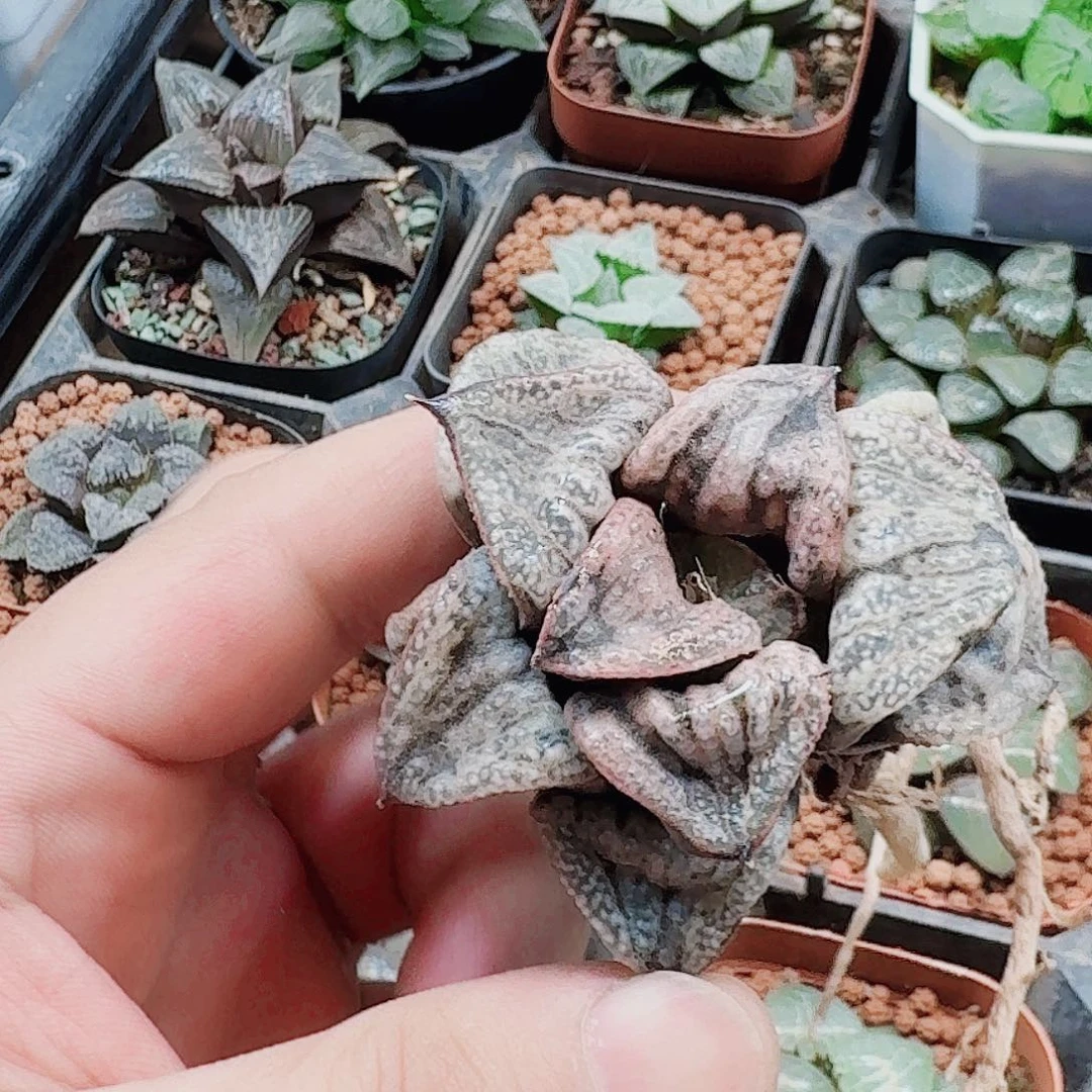别***萎十二卷福利活动裸根