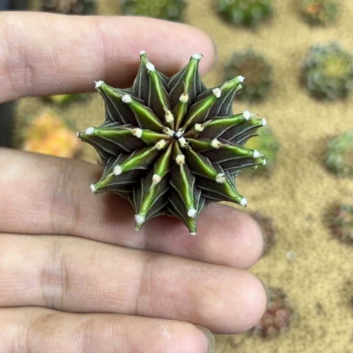 实生十一棱纯肋骨脱土发货