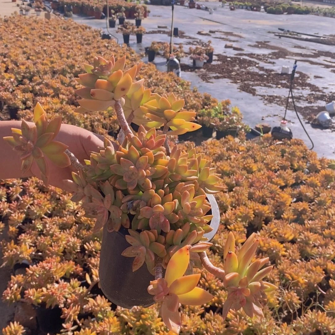 黄金布丁大盆整桩两盆