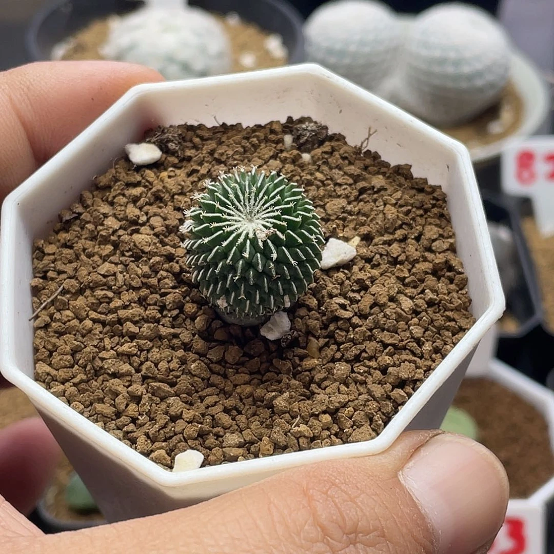 实生刺缀精巧殿仙人球