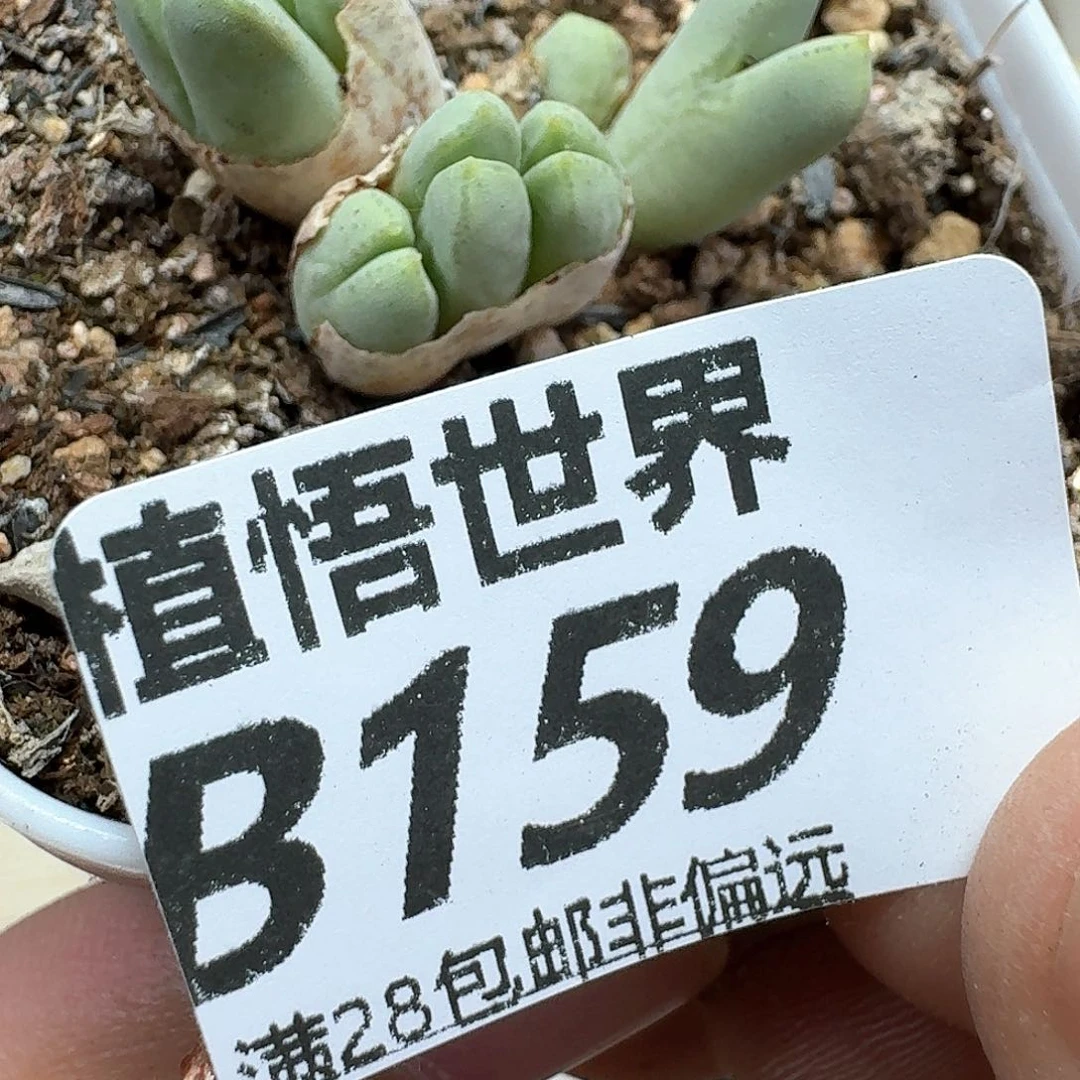 多肉植物的润泽c