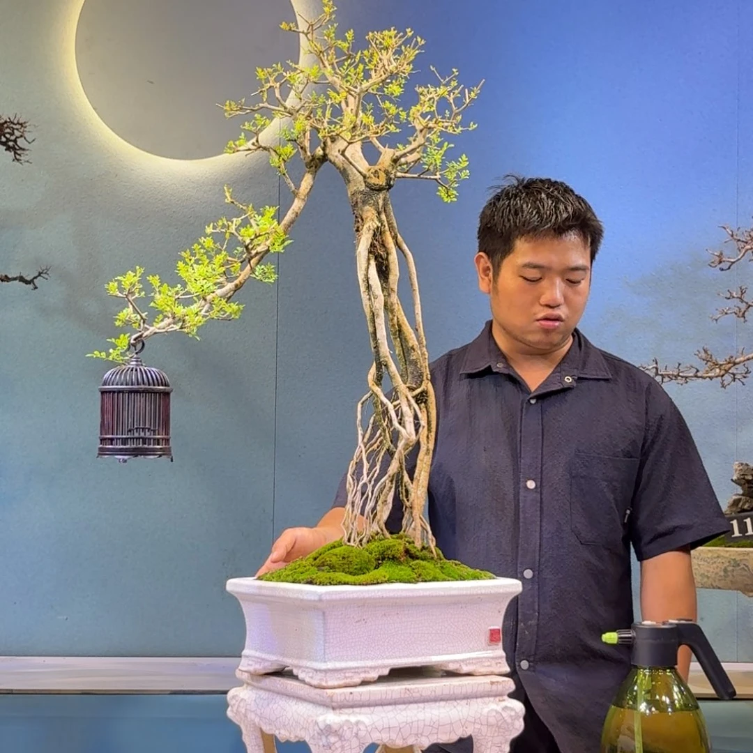 多***亿无花朵对节白蜡一物一拍