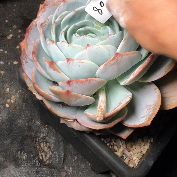 刘*680//////////////////