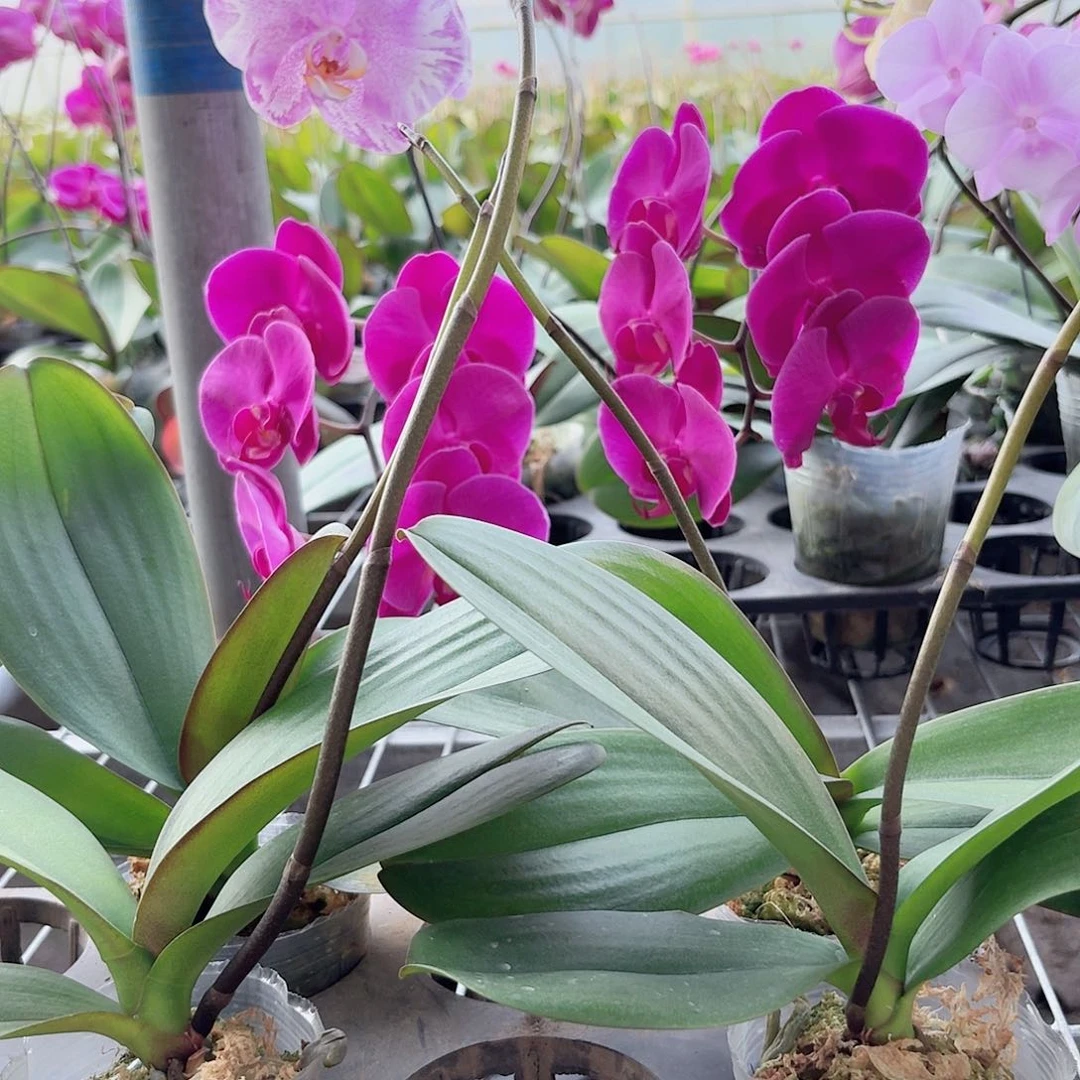 当前无花栽培后可以开花大辣椒带花剑1颗2.5杯叶片易开裂