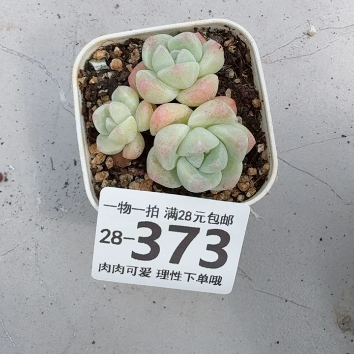 冰玉无盆土发货多肉多肉无
