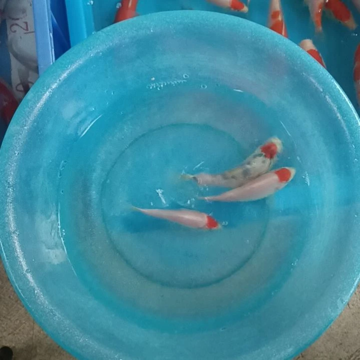 海水鱼顺丰包邮开箱包活2