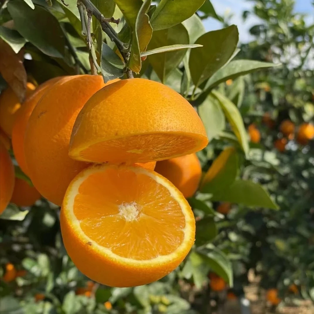 赣南脐橙果园直发新鲜水果应季甜橙子产地现摘高山爆汁带枝叶