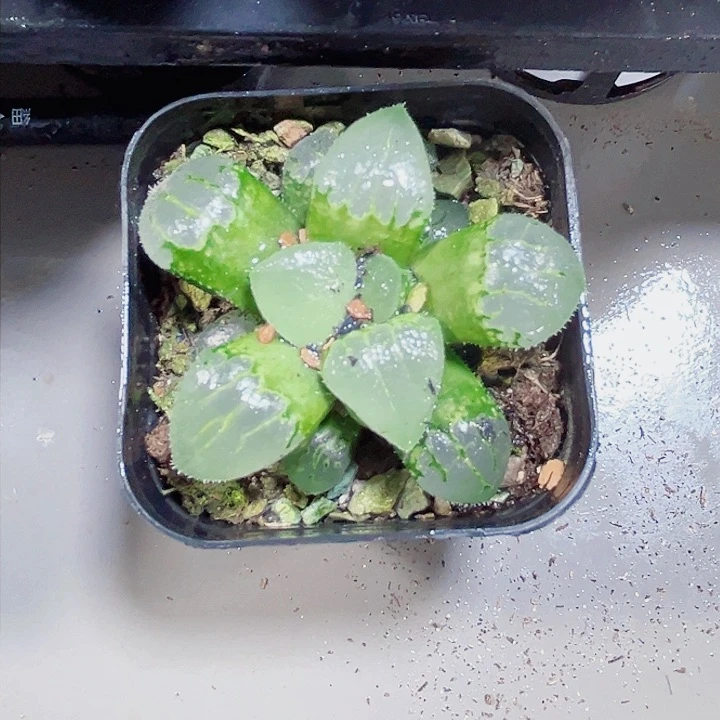 玻璃克多肉植物66666