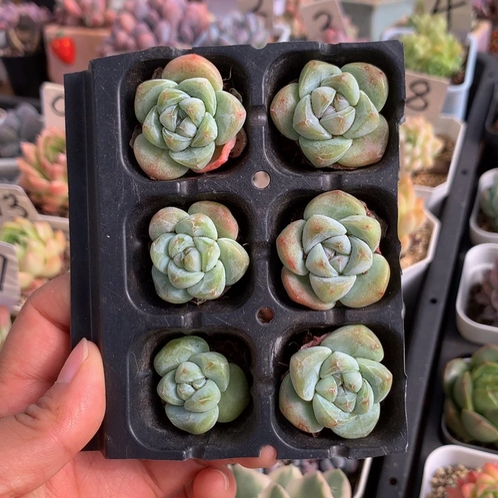 精控绿胖子冰玉单头组合