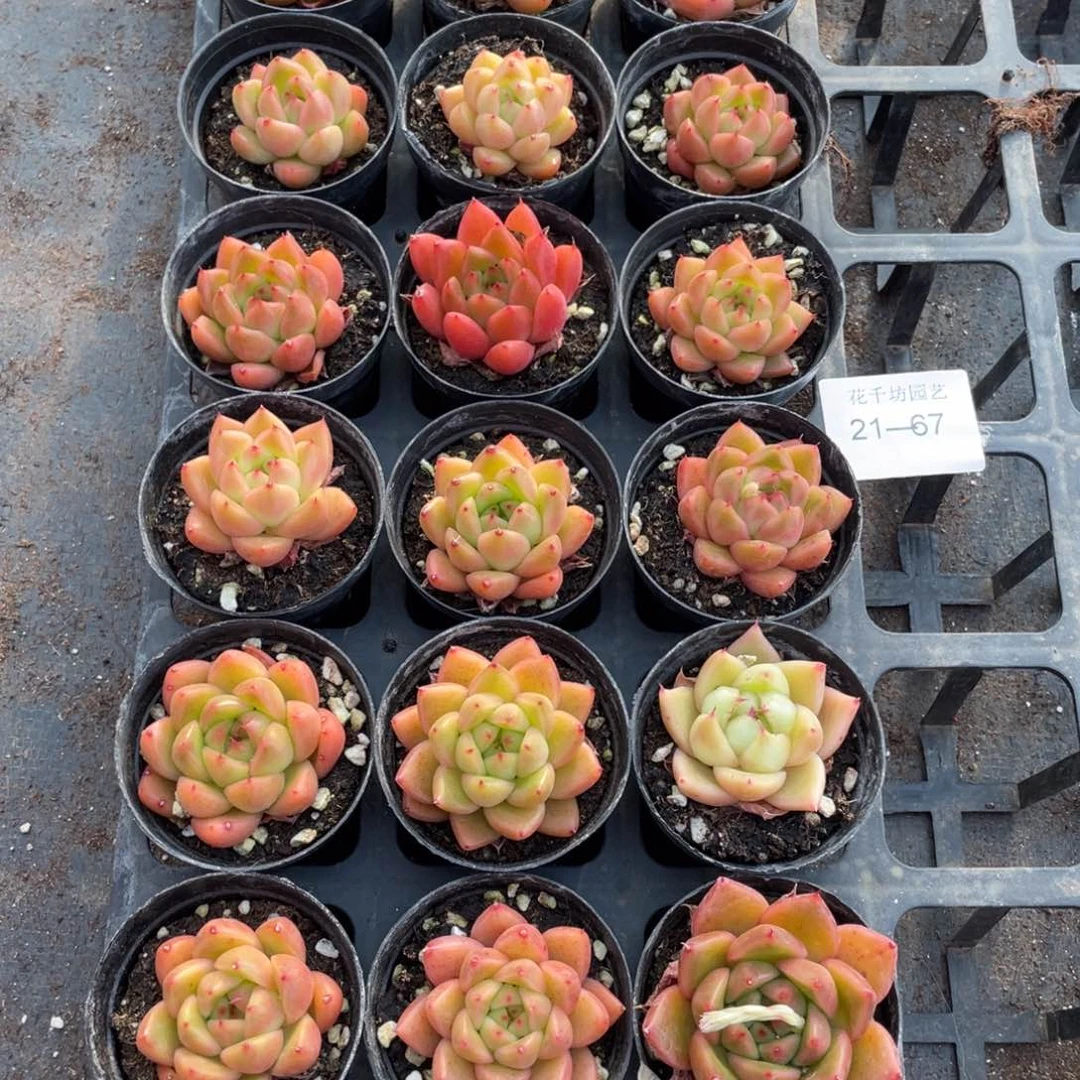 一物一拍18颗21-67