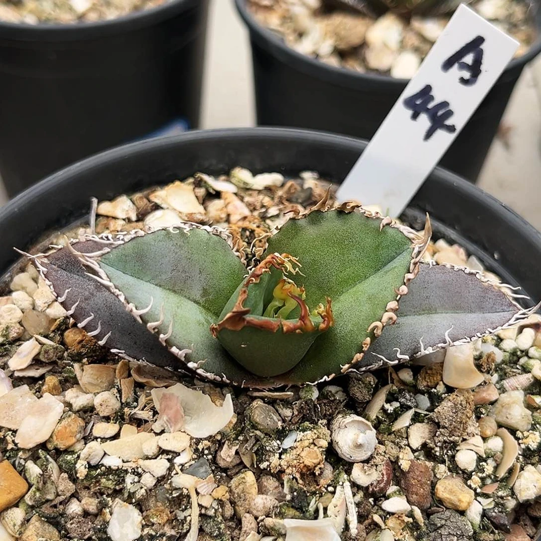 A44优选金刚，潮流植物