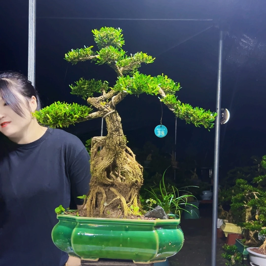 当前无花栽培后可以开花黄杨木