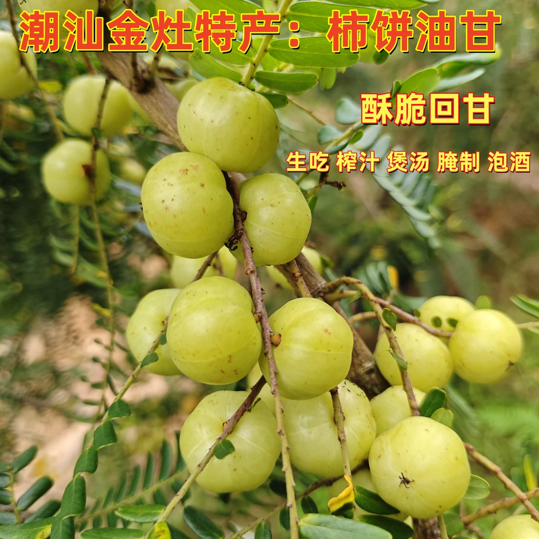 潮汕姐弟 柿饼油甘崩坎油甘 新鲜采摘 生吃榨汁煲汤泡酒 孕妇水果
