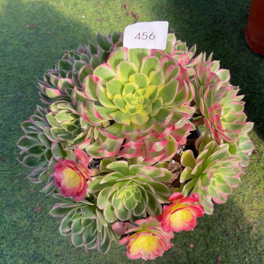 456海仙精品法师多肉