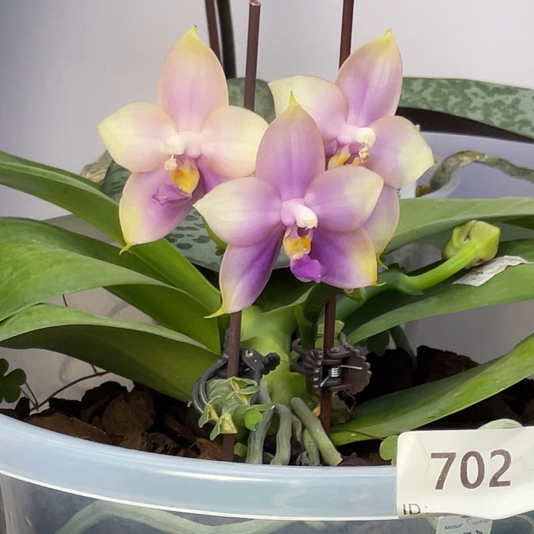 大量花朵（建议范围：8朵-15朵 或40%以上）编号702紫龙交龙顿