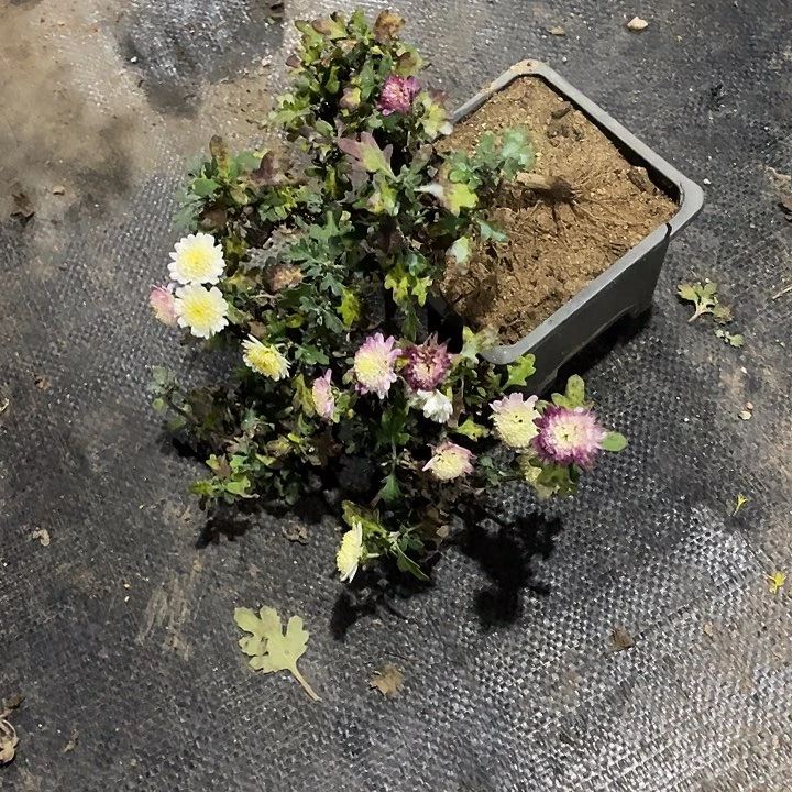 小***儿38菊花菊花菊花菊花家