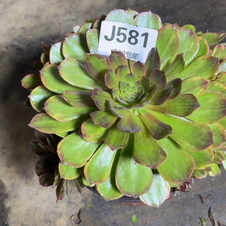 瑞妈多肉581...斑斓