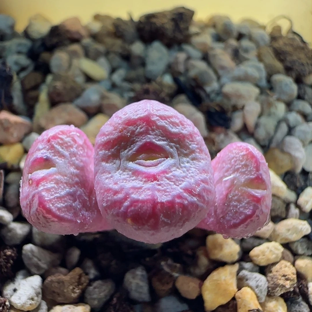 2-17-5-6当天满58包邮福利杂交多肉脱土