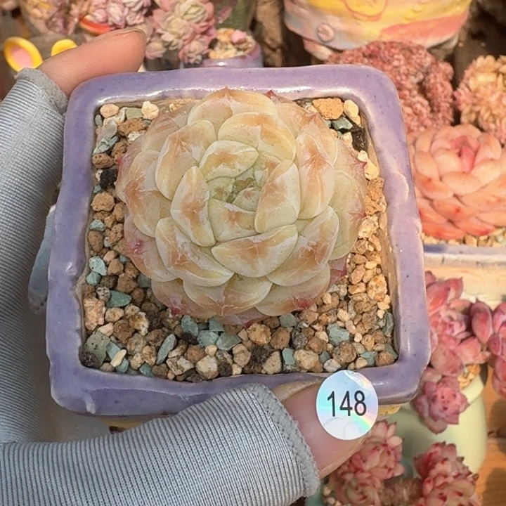 148 多肉含盆土 满30元包邮 除偏远