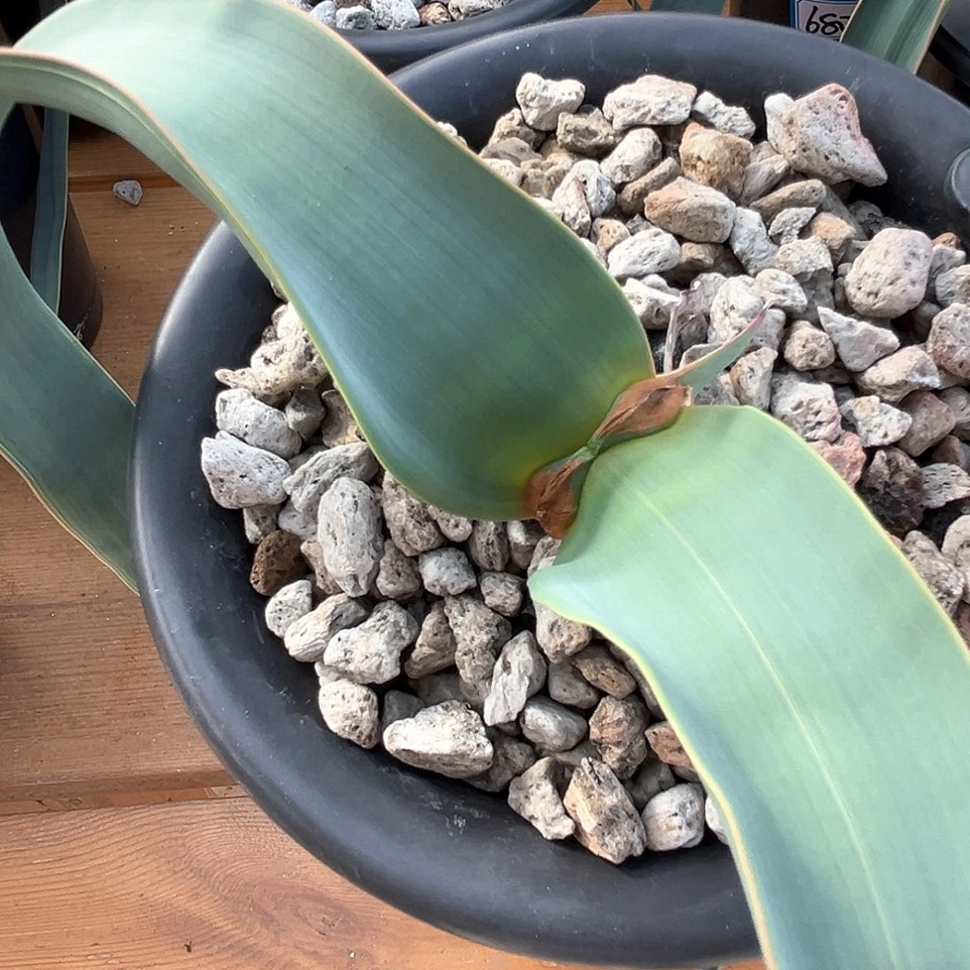 潮流植物百岁兰，金线，130