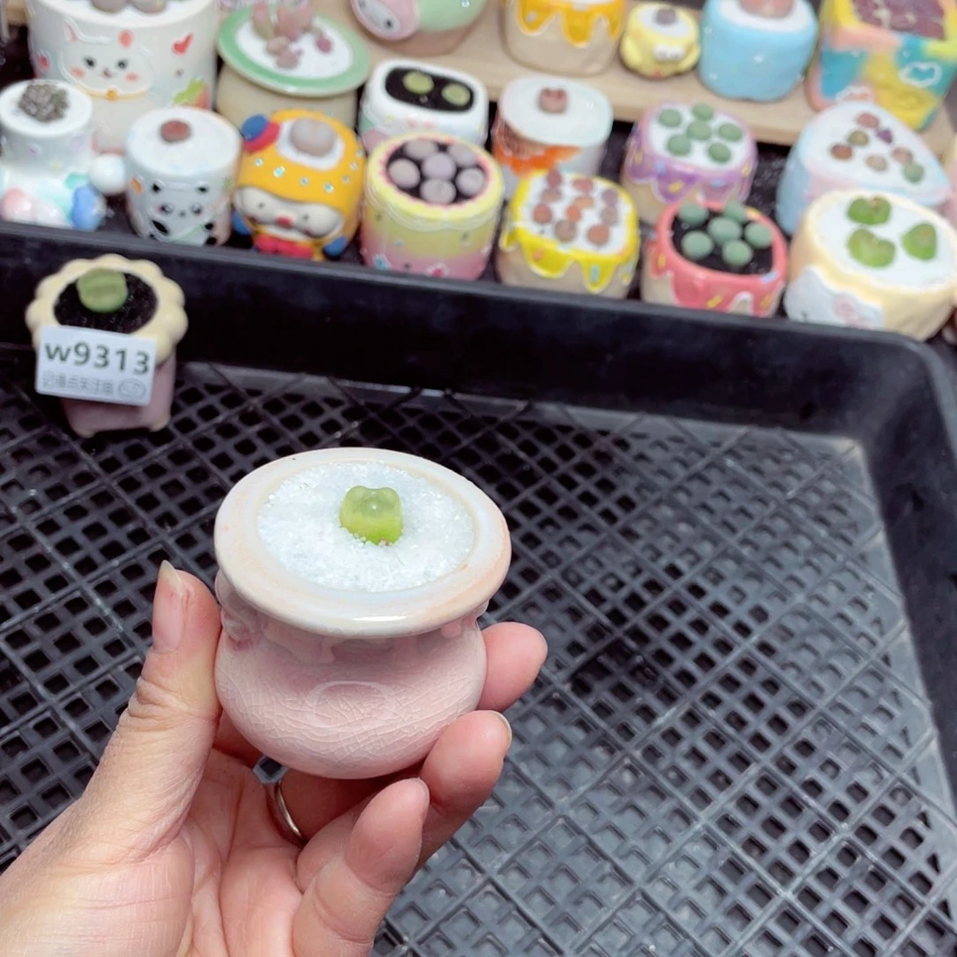 w9314 零下地区拍保温箱 -15支持寄养