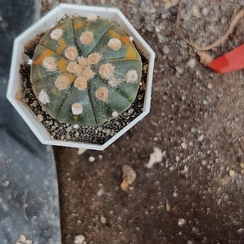 776实生兜锦仙人球