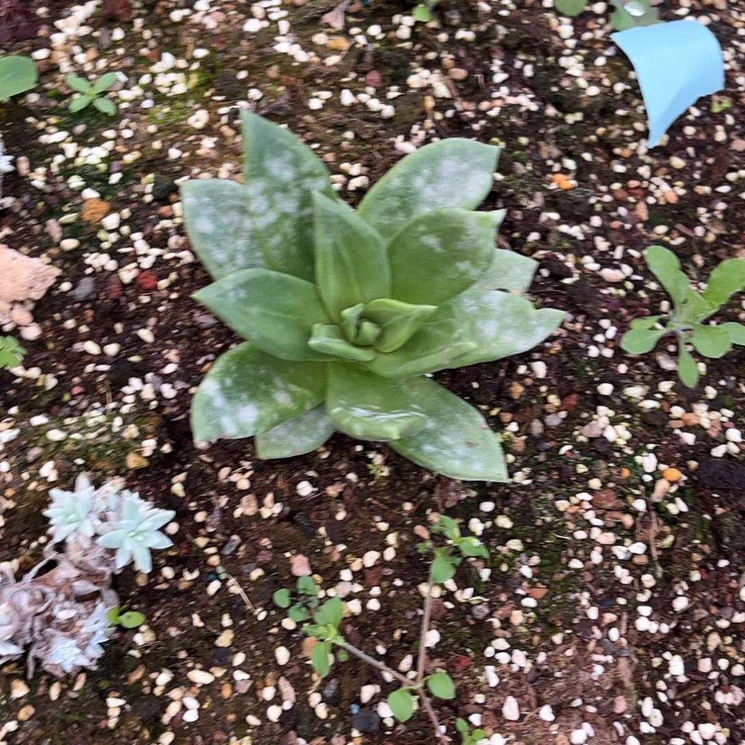 S****e6416帕翠啥仙女杯多肉