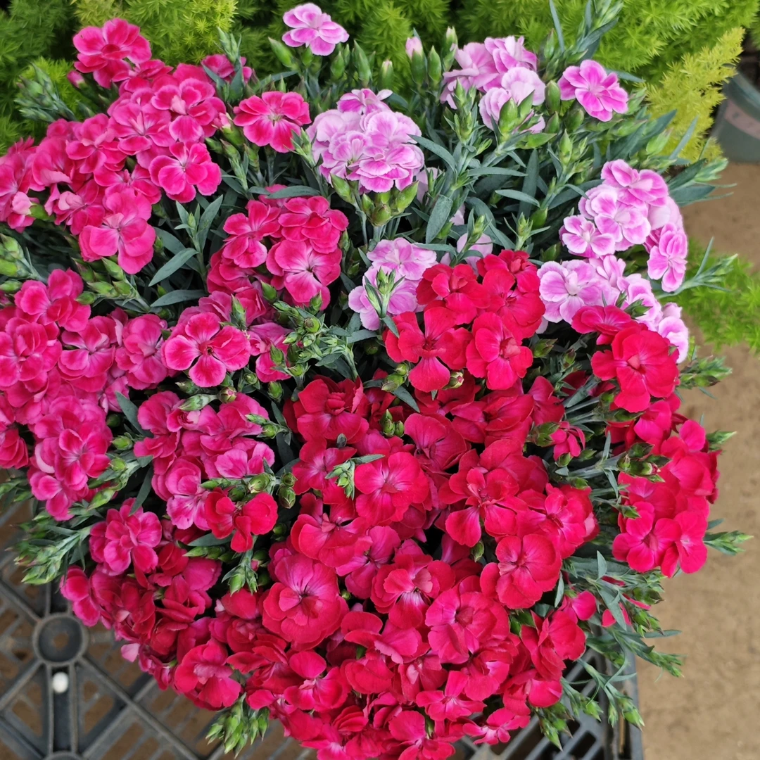 甜心系列混色康乃馨【加仑盆】盆栽花卉阳台新手易养护带花苞发货