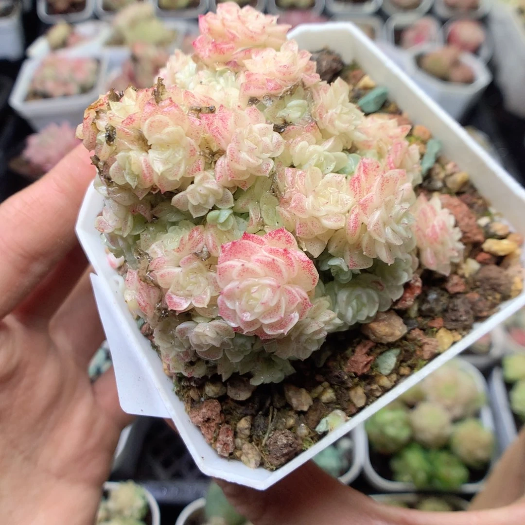 无花朵R20。迎春花yyyyy