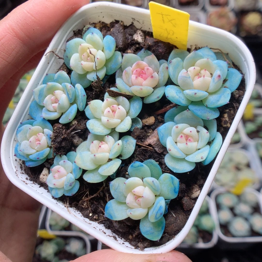 无花朵甜心混10颗yyy