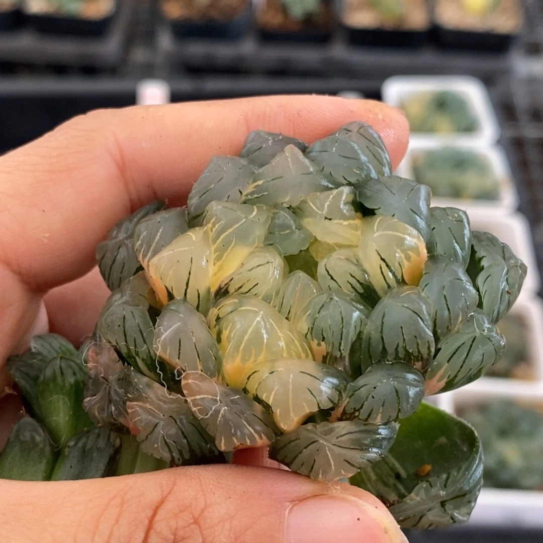 实生玉露锦湖水无根