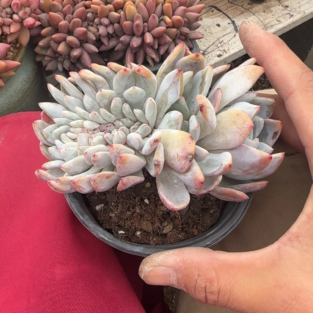 星影橙梦露树缀化五十包邮