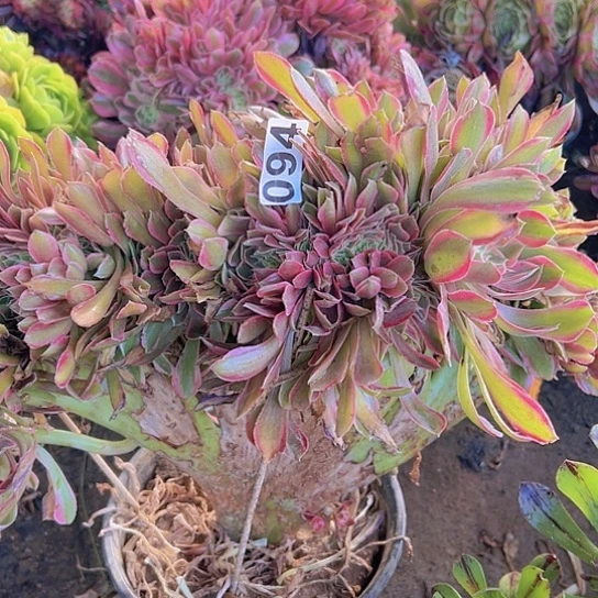 郭***芬多肉植物一个法师