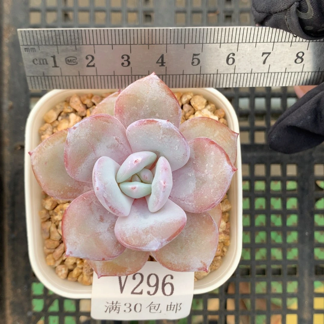 296。粉透带腿奶茶。