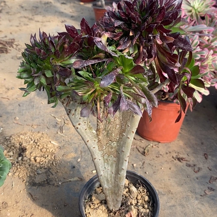 黑法缀多肉植物26。