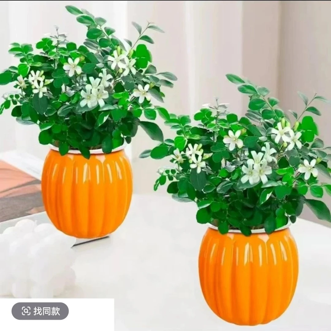 【买一发2套】九里香盆栽四季种植开花香室内外客厅阳台驱蚊虫植物