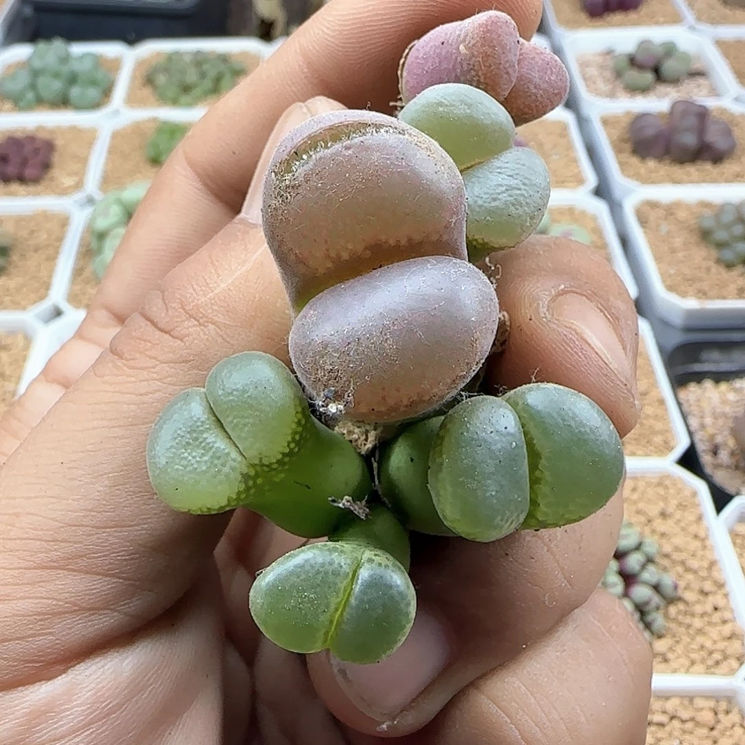 哈哈哈哈哈哈哈47782