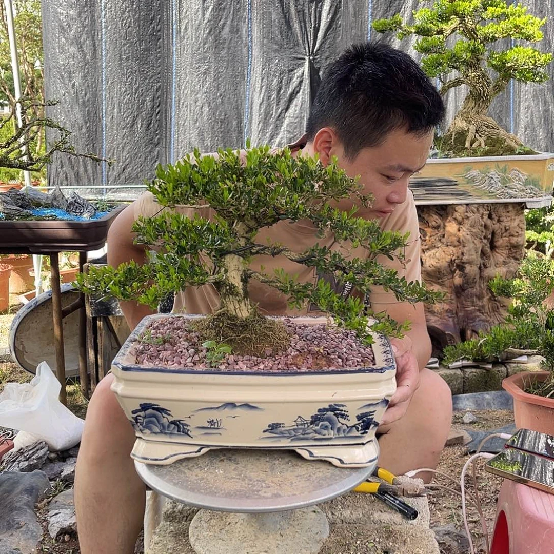 当前无花栽培后可以开花