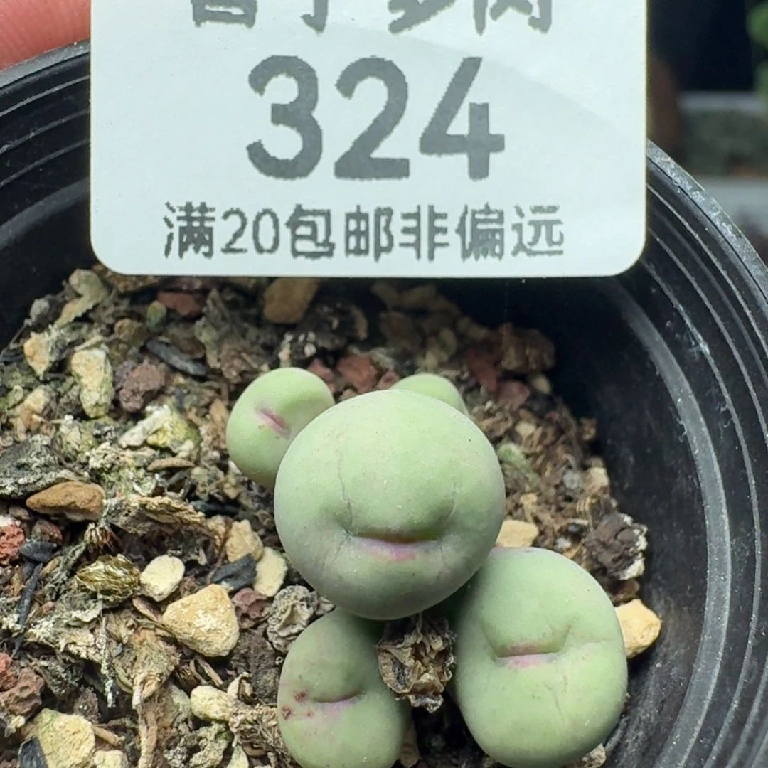 贝特芬带盆土