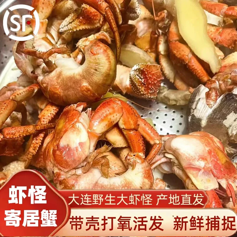 大连虾怪鲜活发货顺丰包邮威海特产即食海怪原味清蒸