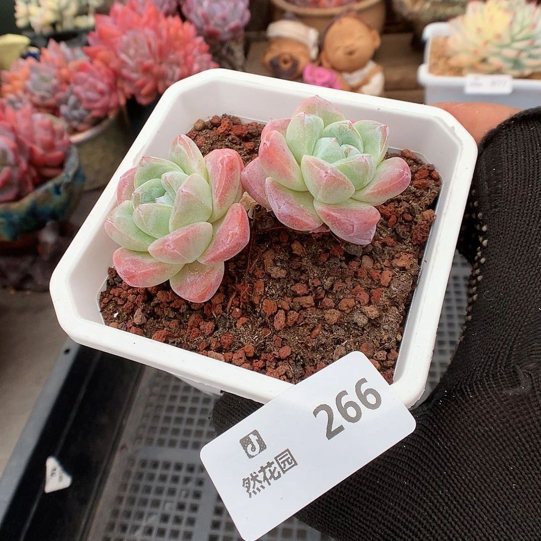 266冰玉多肉植物6666