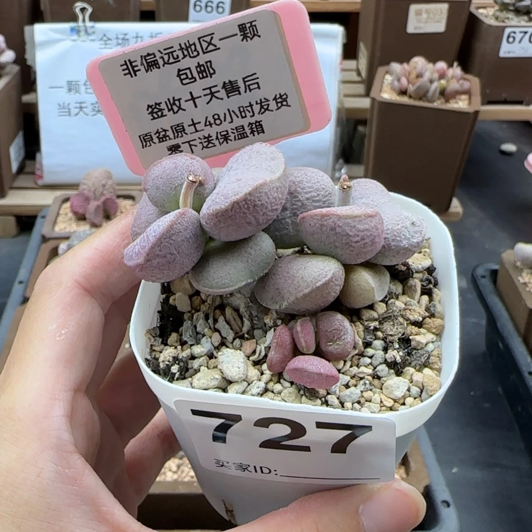 727黛安娜多肉植物