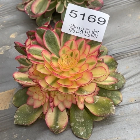 荔枝多肉多肉5169