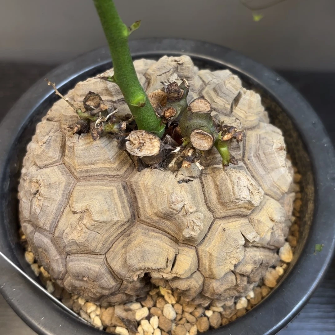 603号日系龟甲龙带盆包邮不退不换