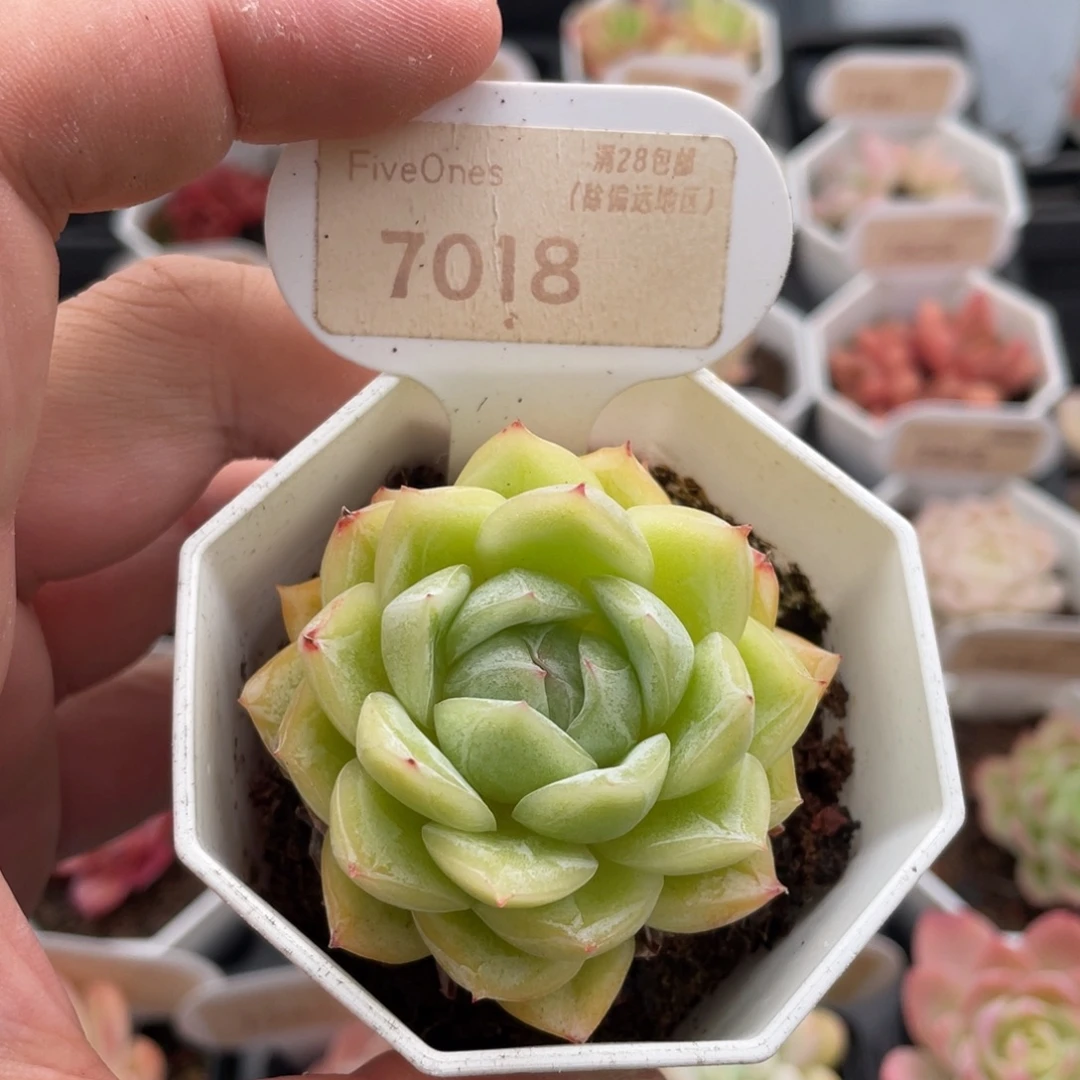 玉玲珑7018-5.5厘米