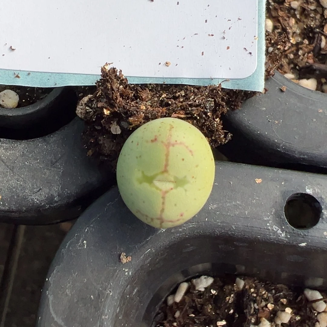 20-75将杂多肉植物