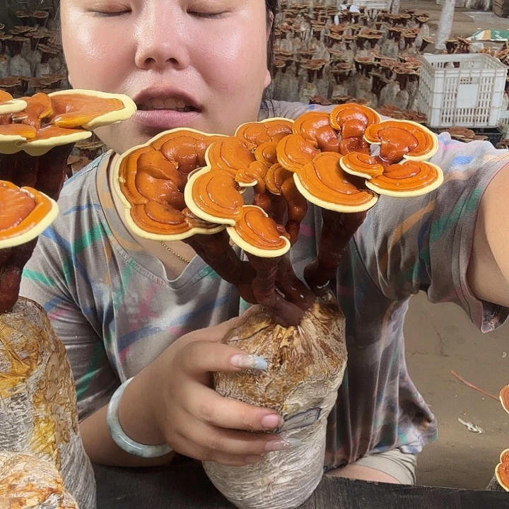 木g*灵芝孢子囊孢子粉
