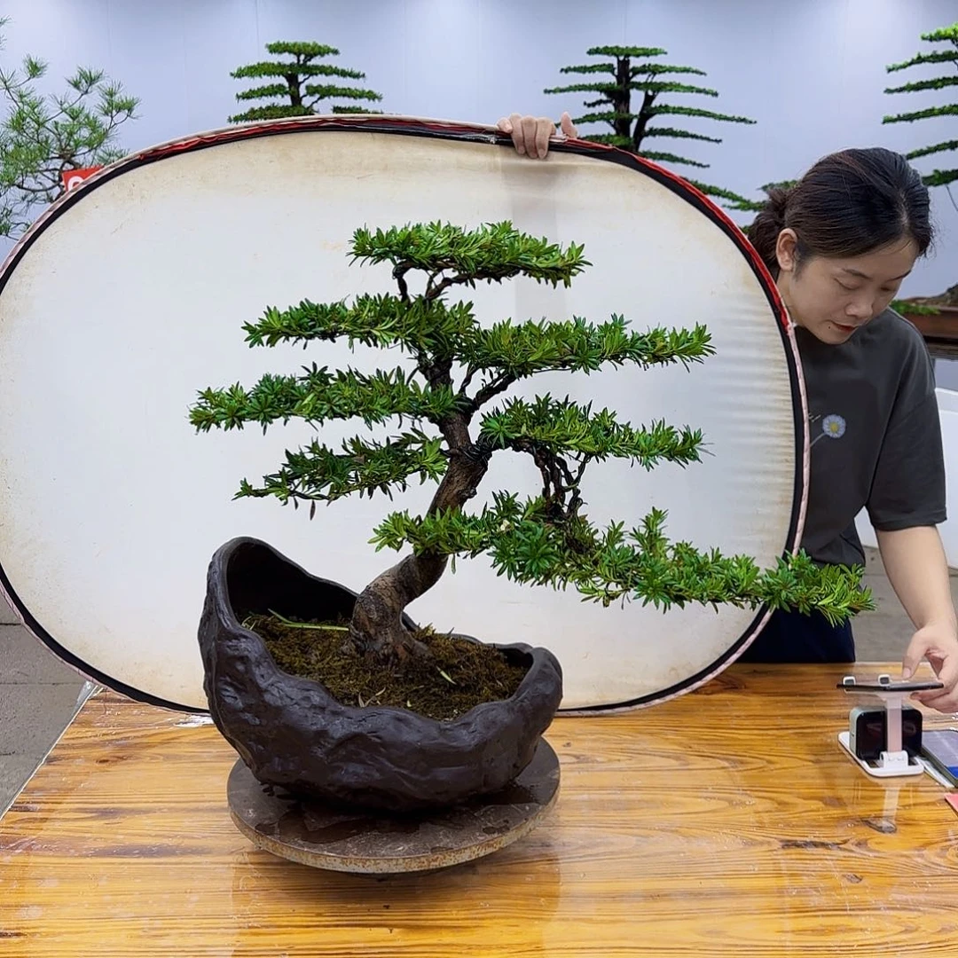 1***5完全开放盆景直播间一物一拍