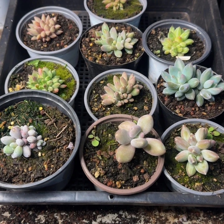 2562多肉植物一物一拍