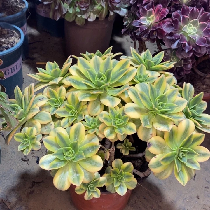 星爆多肉植物24。